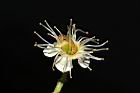 刺葉桂櫻-花09.JPG