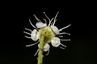 刺葉桂櫻-花背05.JPG