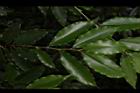 刺葉桂櫻-葉01.JPG