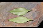 刺葉桂櫻-葉10.JPG