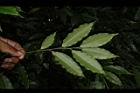 刺葉桂櫻-葉背00.JPG