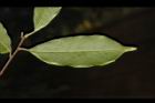 刺葉桂櫻-葉背04.JPG