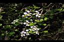 刺葉黃褥花-花00.JPG