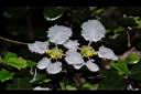 刺葉黃褥花-花10.JPG