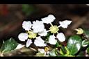 刺葉黃褥花-花16.JPG