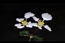 刺葉黃褥花-花19.JPG