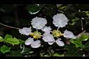 刺葉黃褥花-花21.JPG