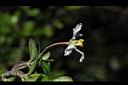 刺葉黃褥花-花31.JPG