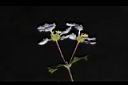 刺葉黃褥花-花32.JPG