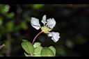 刺葉黃褥花-花萼01.JPG