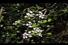 刺葉黃褥花-花01.JPG