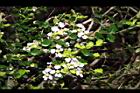 刺葉黃褥花-花02.JPG