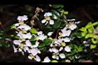 刺葉黃褥花-花06.JPG