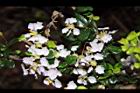 刺葉黃褥花-花07.JPG