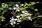 刺葉黃褥花-花09.JPG