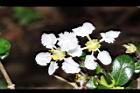 刺葉黃褥花-花14.JPG