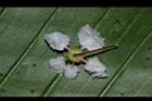 刺葉黃褥花-花萼03.JPG