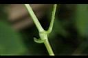 刺蓼-托葉00.JPG