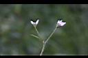 刺蓼-花07.jpg