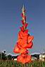劍蘭-花31.JPG