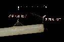 加拿大蓬-種子28.JPG