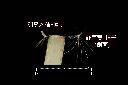 加拿大蓬-種子30.jpg