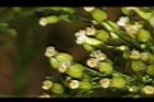加拿大蓬-花00.JPG