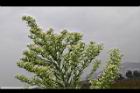 加拿大蓬-花序01.JPG