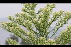 加拿大蓬-花序03.JPG