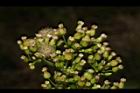 加拿大蓬-花序23.JPG