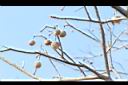加羅林魚木-實06.JPG