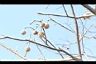 加羅林魚木-實05.JPG
