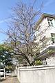 加羅林魚木09.JPG