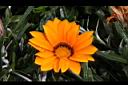 勳章菊-花02.jpg