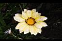勳章菊-花08.jpg