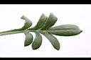 勳章菊-葉正05.jpg
