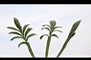 勳章菊-葉正06.jpg