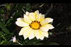 勳章菊-花05.jpg