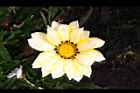 勳章菊-花06.jpg