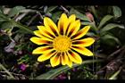 勳章菊-花12.jpg