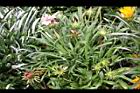 勳章菊-葉05.jpg