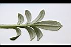 勳章菊-葉背03.jpg