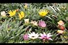 勳章菊07.jpg