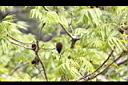 化香樹-果01.JPG
