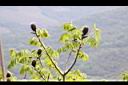 化香樹-果03.JPG