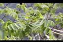 化香樹-葉00.JPG
