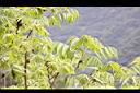 化香樹03.JPG