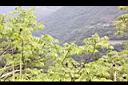 化香樹04.JPG