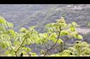 化香樹05.JPG
