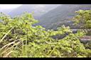 化香樹08.JPG